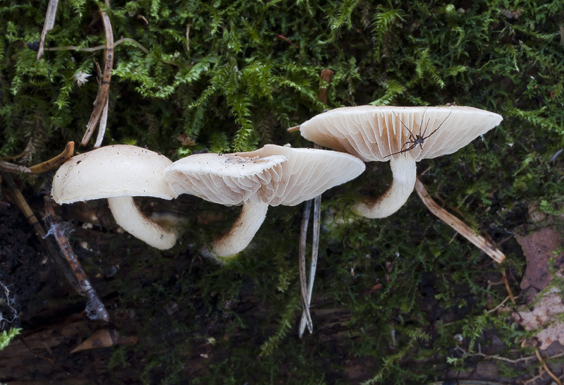 Pholiota scamba